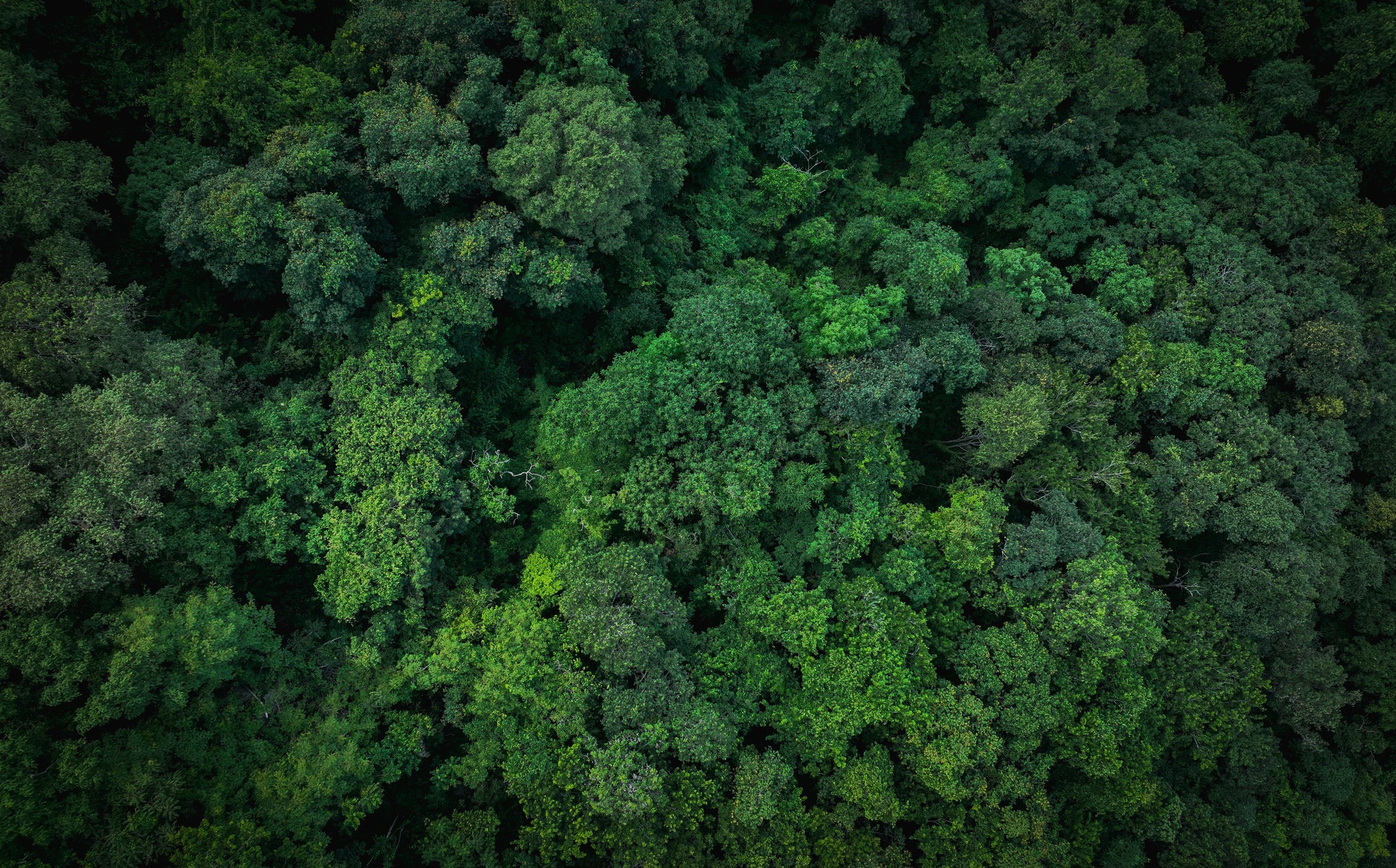 Aerial view of a dense forest canopy with rich green foliage, showcasing the lush and vibrant ecosystem from above. No landmarks or buildings visible.