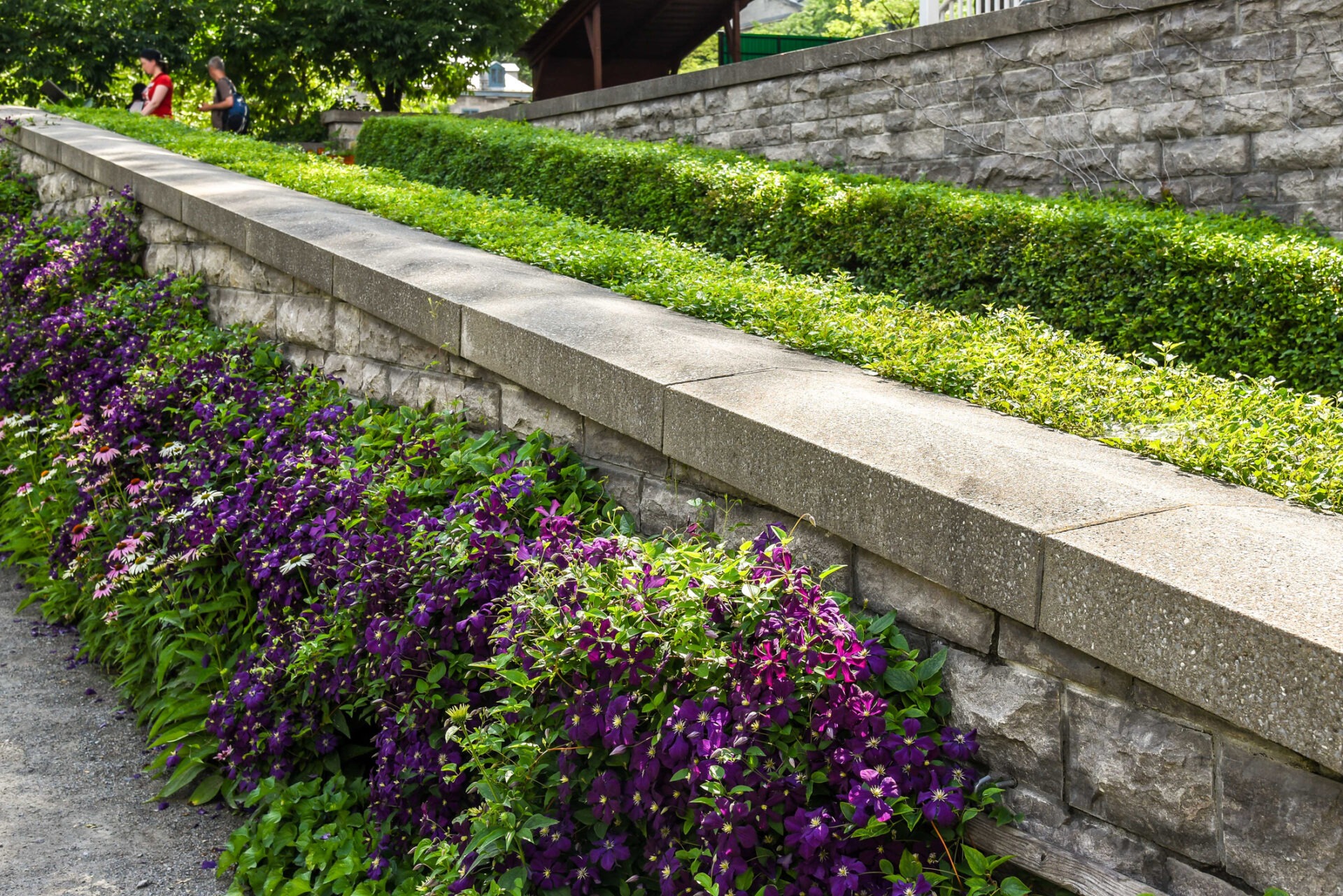 A stone wall adorned with lush greenery and vibrant purple flowers; two people walk along the top, surrounded by trees.