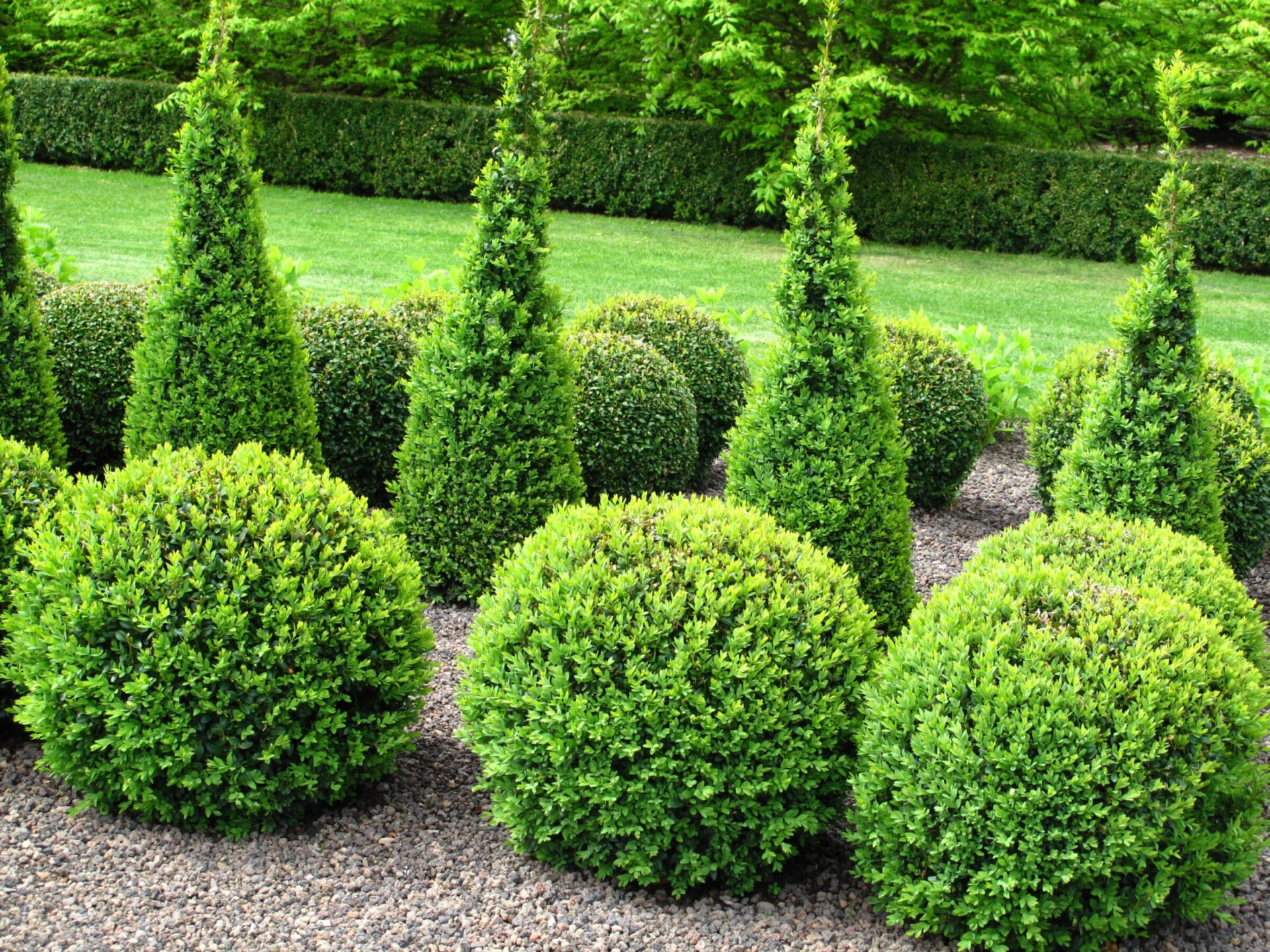 The image showcases neatly trimmed, spherical and conical green shrubs in a well-maintained garden, set against a lush green lawn and hedge background.