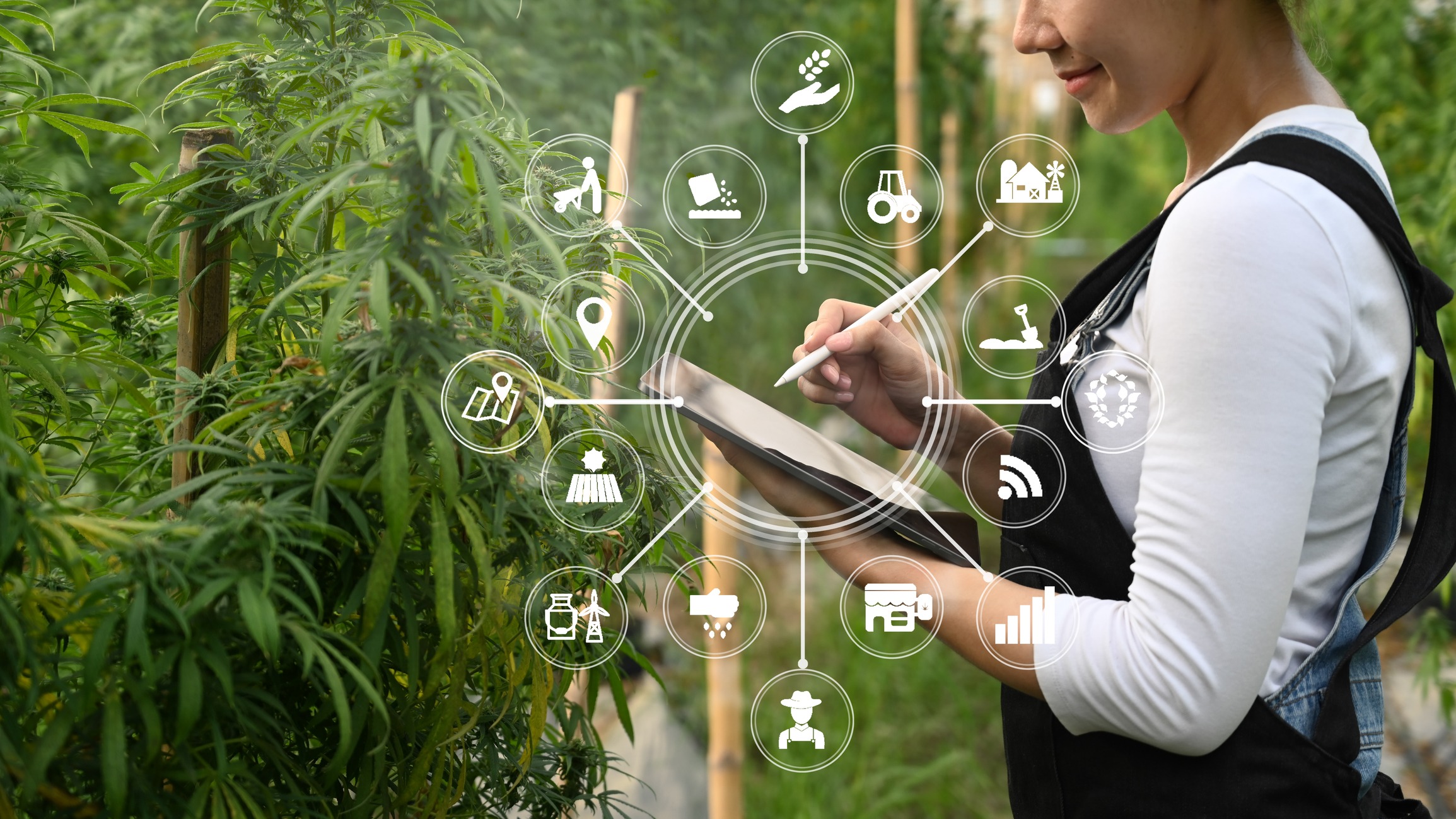 A person in a cannabis field uses a tablet, surrounded by icons symbolizing agricultural and technological tools and processes.