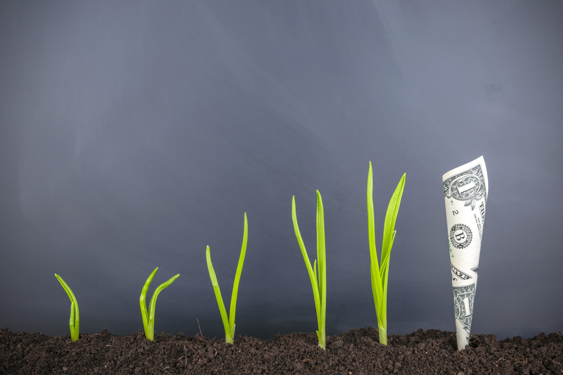 Green sprouts emerge from dark soil beside a rolled dollar bill, symbolizing financial growth against a neutral, gray background.