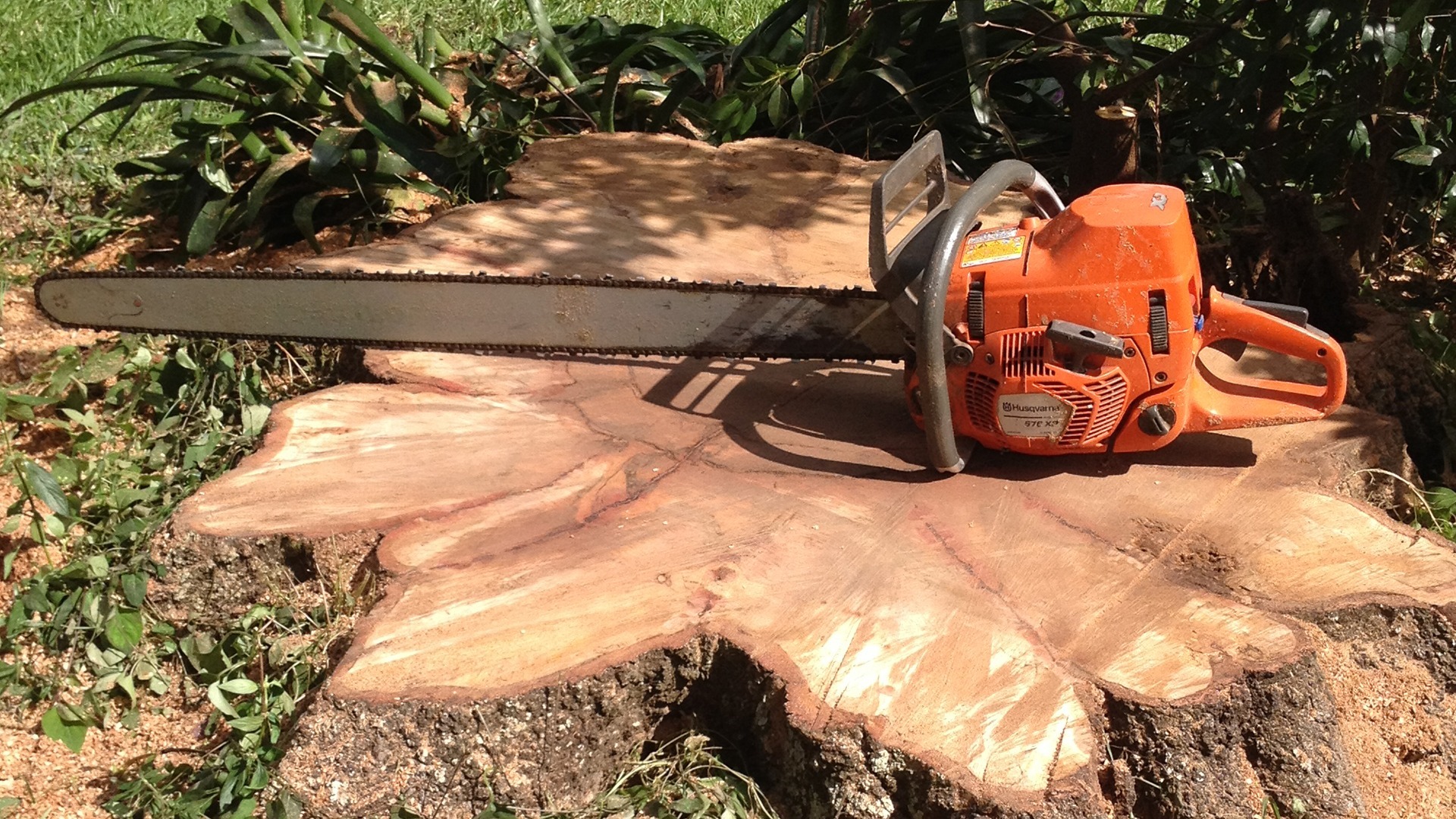 Tree-removal-1